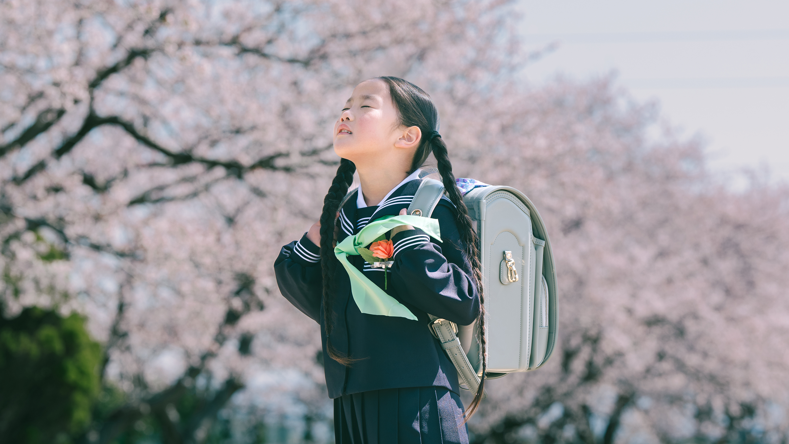 桜の下でランドセルを背負う女の子