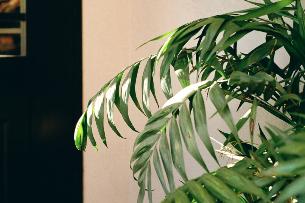 20240304-kodak-colorplus200