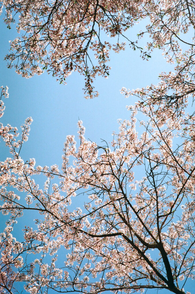20240415-kodak-gold200